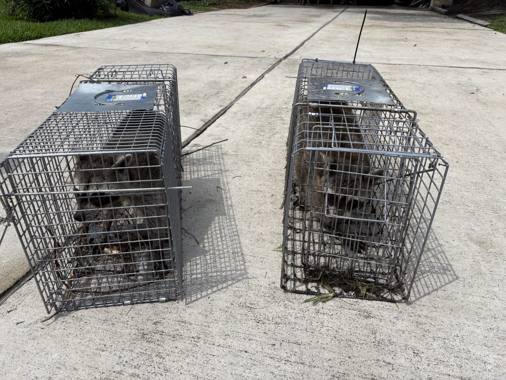 Family of racoons